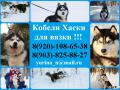 Кобели хаски для вязки, очень красивые