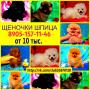 Красивые щеночки померанского шпица от 10 тыс